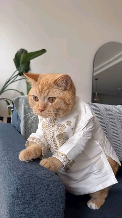 ঈদ প্রিমিয়াম Cat পাঞ্জাবি